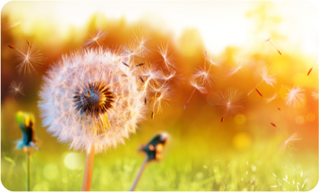 Dandelion